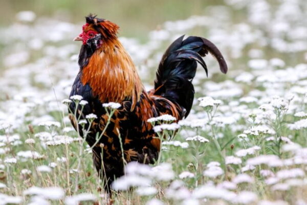 rooster on white flower field during daytime